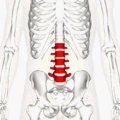 Lumbar_vertebrae_animation3 (1)