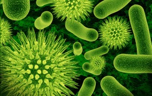 bacteria asesina