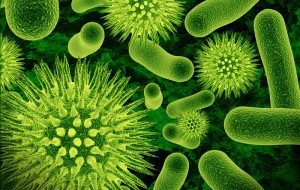 Bacteria asesina en Francia