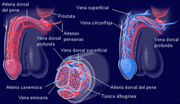 disfuncion_01