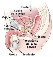 eyaculacion-precoz_th_3