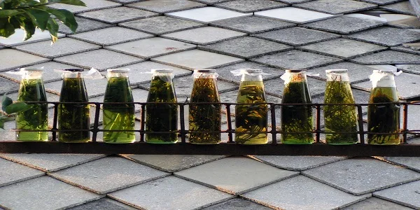 El poder de las plantas medicinales y los remedios naturales.
