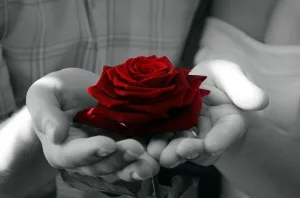 red-rose-1347966854SDs